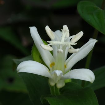 白花杜鵑草