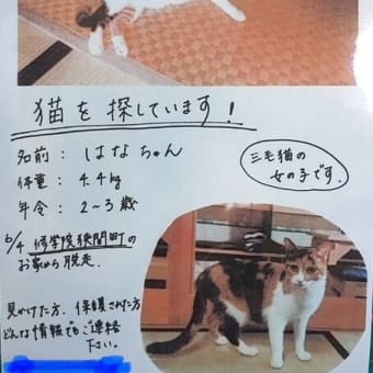 迷子猫を探しています