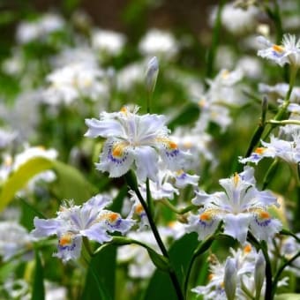 大阪城公園の花たち　伸び伸び咲いています