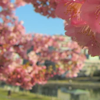 平井駅そばの旧中川河津桜並木（15日）♪。