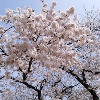 桜　満開