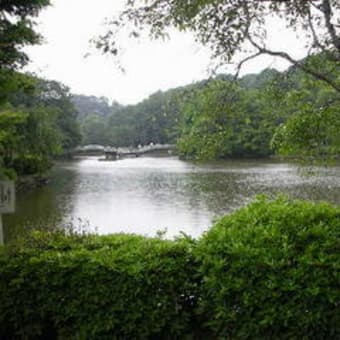 雨の薬師池公園