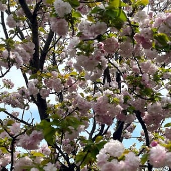 桜やっと満開