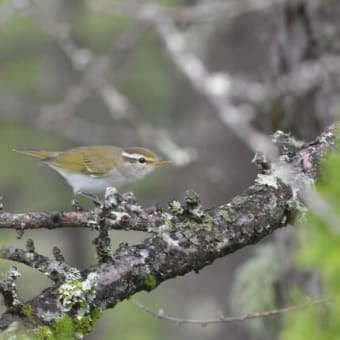 野鳥シリーズ　３