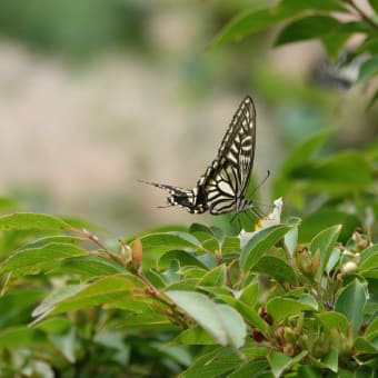 夏椿咲いたら🦋