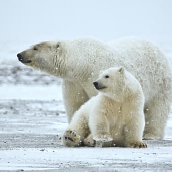 清水謙行が世界を旅するブログー絶滅危惧種