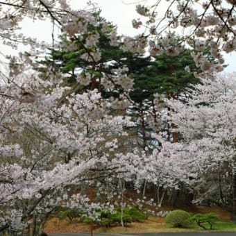 福泉寺の桜　2025　参