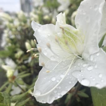 雨でも心躍るひとときを