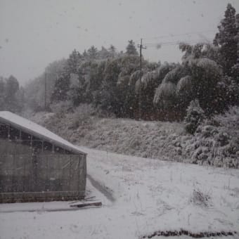 １月１５日（火）　梅のつぶやき