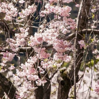 キャンプ場の桜が満開に