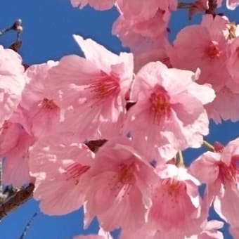 陽光桜見ごろ