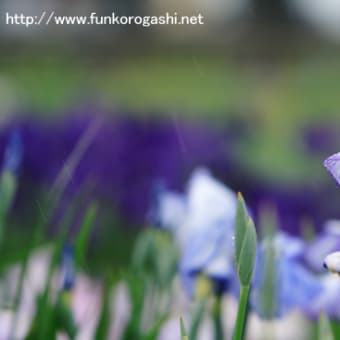 菖蒲