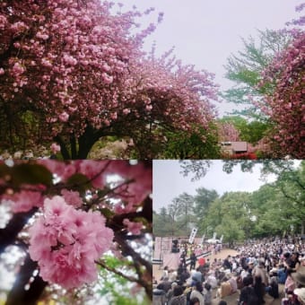 令和７年　照姫まつり