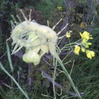 近所の奇形菜の花