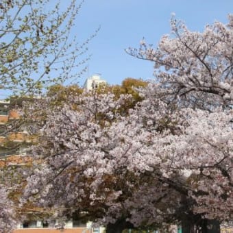 ご近所でお花見～♪