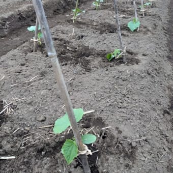 定植が早かった？