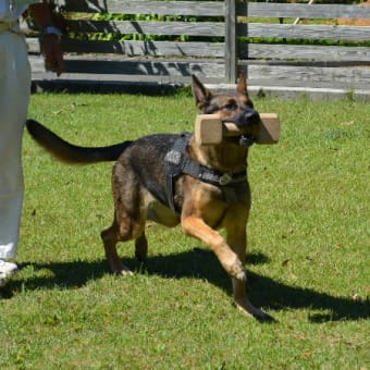 K－９　サラ号