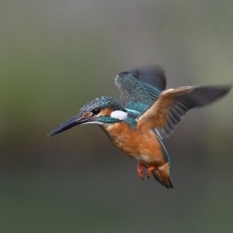 於大公園 ： 野鳥 ・ 翡翠 ・ カワセミ・・・フリー素材ブログ　カワセミ