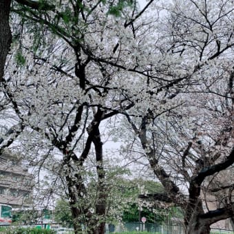 桜が咲いていました🌸