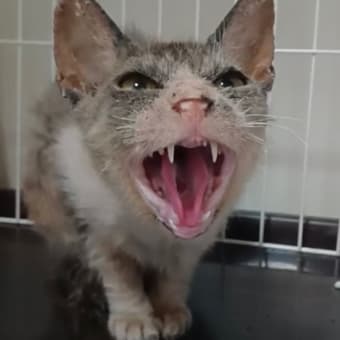 置き去りにされた疥癬猫さん