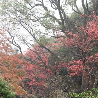 紅葉と黄葉を楽しむ！