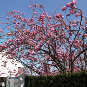 打吹公園・会下谷川・旧国鉄の桜も終わりを迎えました