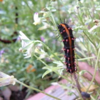 ヒョウモンチョウ