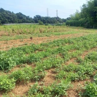 2023年7月9日　雑草対策に　ミントを移植追加しました。