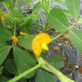 ２０２５年６月下旬　畑の様子（ミニ・大玉トマトなど、夏野菜を収穫しています。）