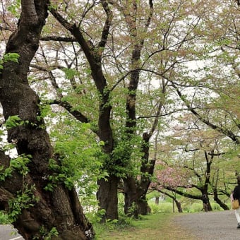 みちのく三大桜祭り