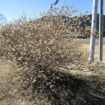 ミツマタの花