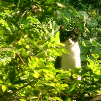 「きみはスター　写真写りが　いいんだなー」　　キャット川柳