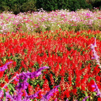 　近所で見つけた草花 １０月 - ７