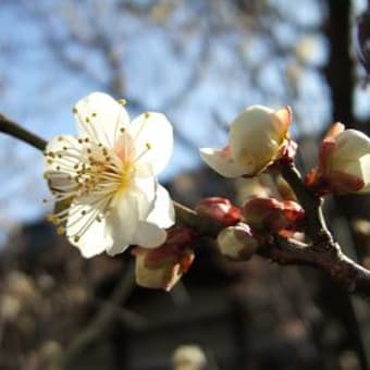 お礼参りと梅の花