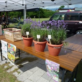 八峰町ラベンダーまつり’１４