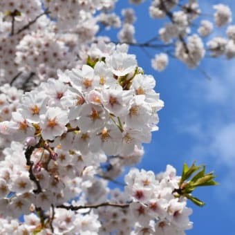 桜と青空