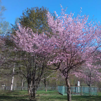 桜と羊