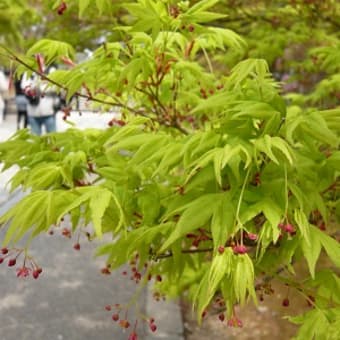 2011年4月24日(日)　仁和寺