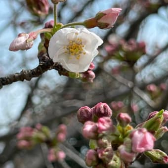 開花宣言