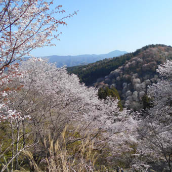 思い立っての吉野山