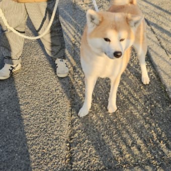 なっちゃん🐶 🐾いらっしゃい໒꒰ྀི∩˃ ᵕ ˂∩꒱ྀི১