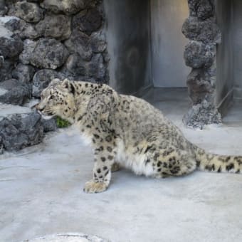 ユキヒョウのミュウと、ペンギンの恋のお話
