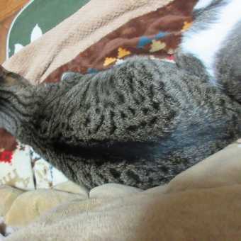 猫と秋