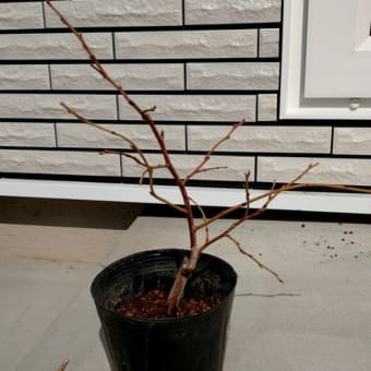 ブルーベリーの植え替え　クリスマスローズ開花