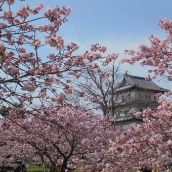 桜の花は実は成るか