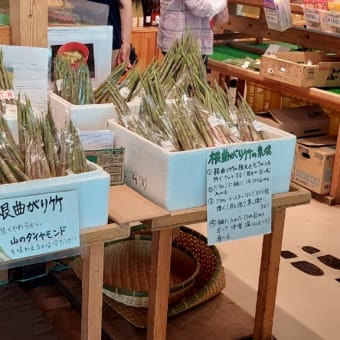 白馬旅行