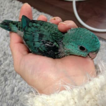 WFコザクラインコモーブ中雛 里親決定！ - Gymno Sigi Bird