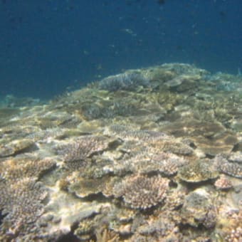 2005　光に輝くサンゴ礁