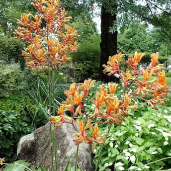 水生植物園の花