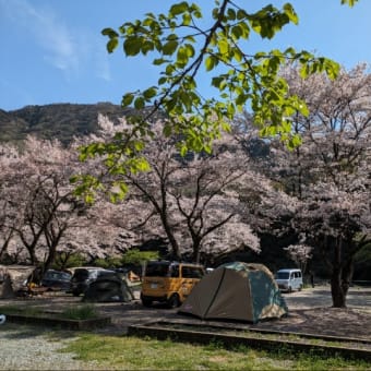 桜舞い散るお花見キャンプ